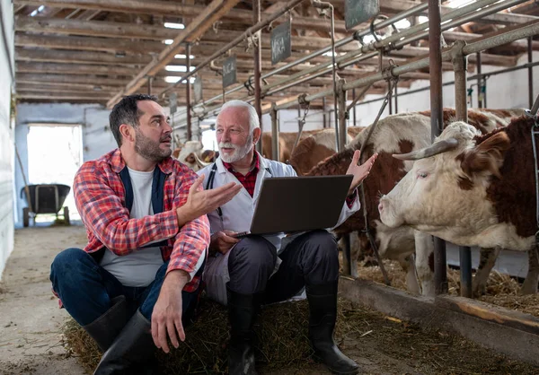 Senior Veterinarian Mature Farmer Sitting Hay Bale Cows Stable Holding — Stock Photo, Image
