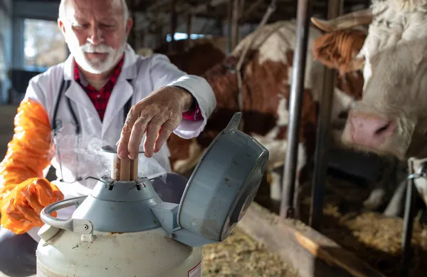 Depósito Nitrógeno Líquido Apertura Veterinaria Para Inseminación Artificial Con Semen — Foto de Stock