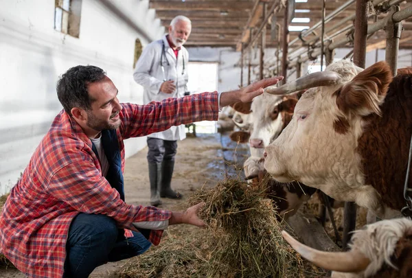 Farmer Feeding Simmental Cattle Lucerne Hand Stable — Stock Photo, Image
