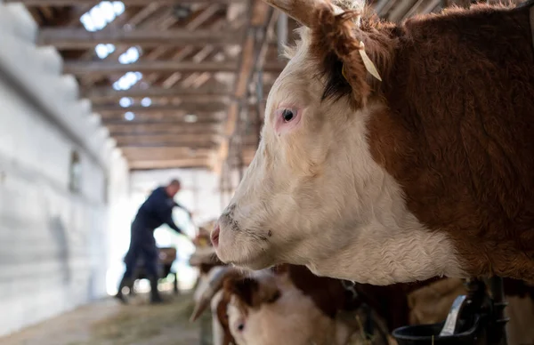Agricultor Limpiando Ganado Estable Mientras Las Vacas Esperan Alimento Fresco —  Fotos de Stock