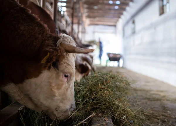 Ganado Simmental Comiendo Alfalfa Heno Establo —  Fotos de Stock