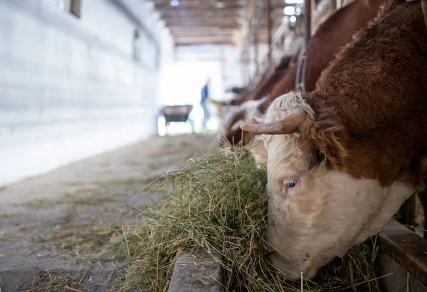 Ganado Simmental Comiendo Alfalfa Heno Establo —  Fotos de Stock