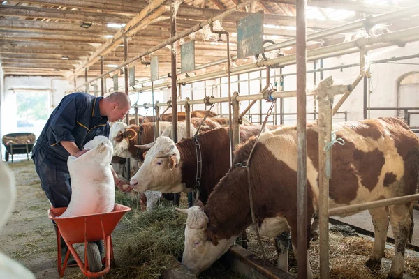 Farmer feeding cattle with dry food from sack in cowshed