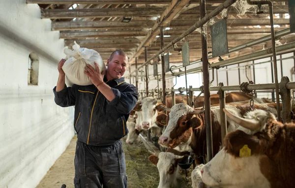 Strong Farmer Carrying Sack Dry Feed Cattle Cowshed Taking Care — Stock Photo, Image