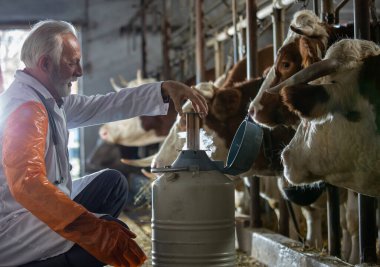 Profile view of senior veterinarian about to perform an artificial insemination of cows in a dairy farm.