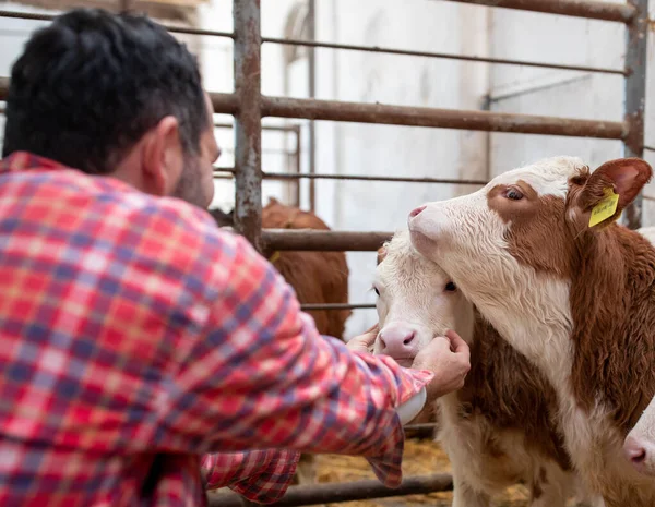 Male Farmer Cuddling Cute Calves Simmental Cattle Dairy Farm — Stock Photo, Image