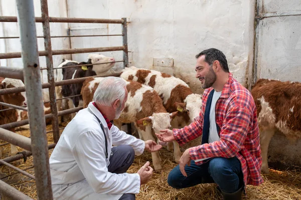 Happy Rancher Senior Veterinarian Talking Cows Dairy Farm Calves — Stock Photo, Image