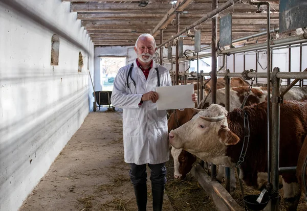 Senior Veterinarian White Coat Holding Blank White Board Simmental Cattle — Stockfoto