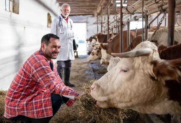 Happy Rancher Giving Hay Cows Dairy Farm Veterinarian Background — Stock Photo, Image