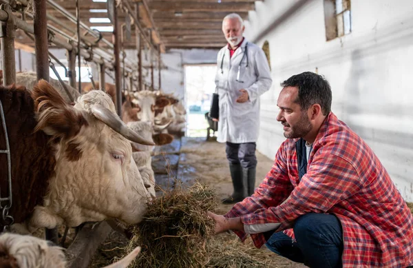 Farmer Feeding Simmental Cattle Lucerne Hand Stable — Stock Photo, Image