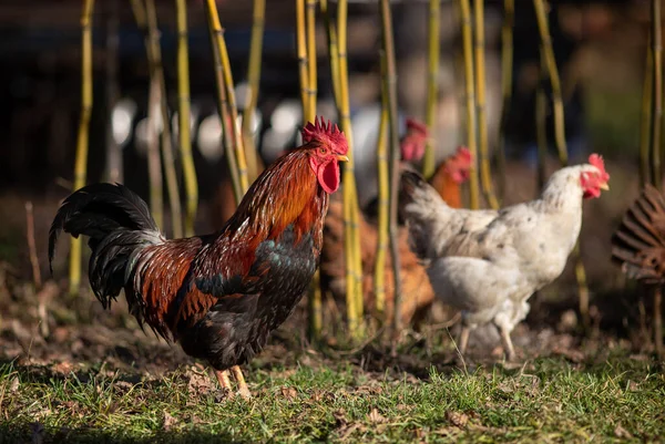 Haan Kip Lopen Gratis Gras Achtertuin Biologische Teelt — Stockfoto