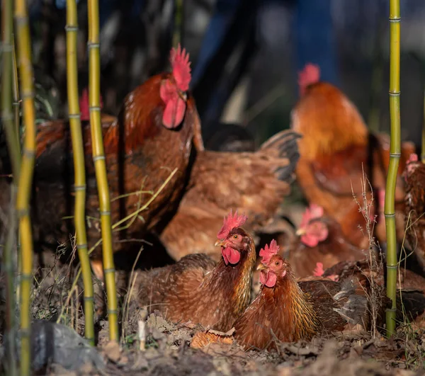 Two Hens Sitting Eggs While Rooster Other Chicken Walking Freely — Stockfoto