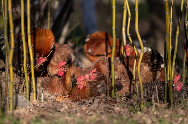 Drie Kippen Zitten Eieren Terwijl Haan Andere Kip Vrij Rondlopen — Stockfoto