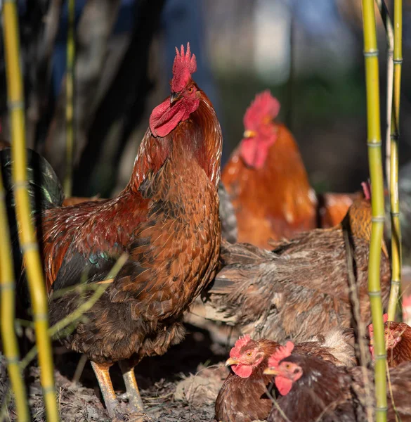 Rooster Chicken Walking Free Grass Backyard Organic Breeding — Stock Photo, Image