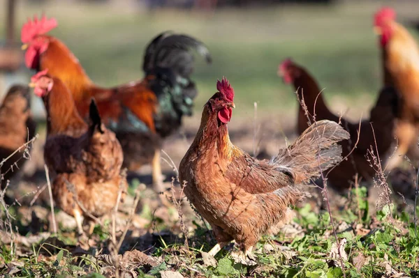 Hens Rooster Walking Freely Backyard Organic Breeding Poultry Farm — Stockfoto