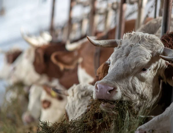 Ritratto Mucca Simmental Che Mangia Erba Medica Fieno Stalla — Foto Stock