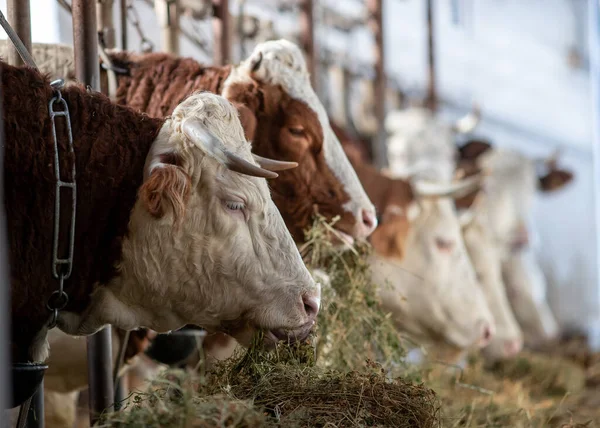 Portretul Vacilor Simmentale Care Mănâncă Lucernă Fân Stabil — Fotografie, imagine de stoc