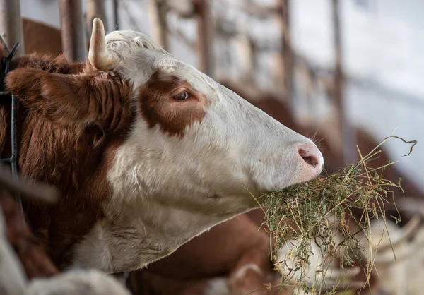 Portrait Vache Simmental Mangeant Luzerne Foin Dans Une Écurie — Photo