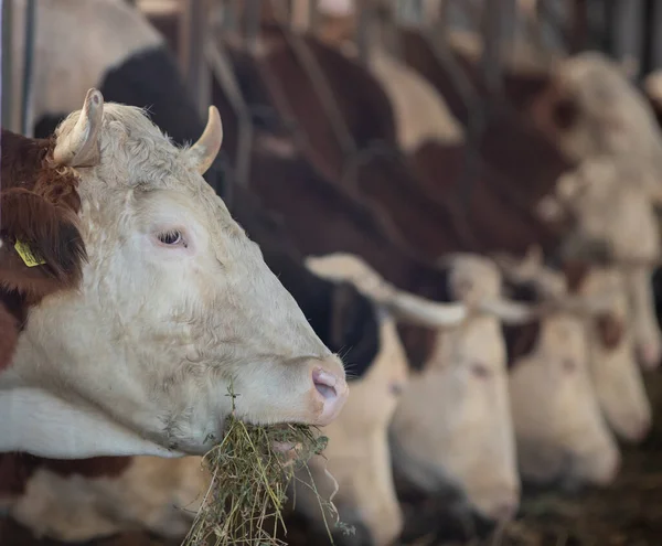 Portretul Vacii Simmentale Care Mănâncă Lucernă Fân Stabil — Fotografie, imagine de stoc