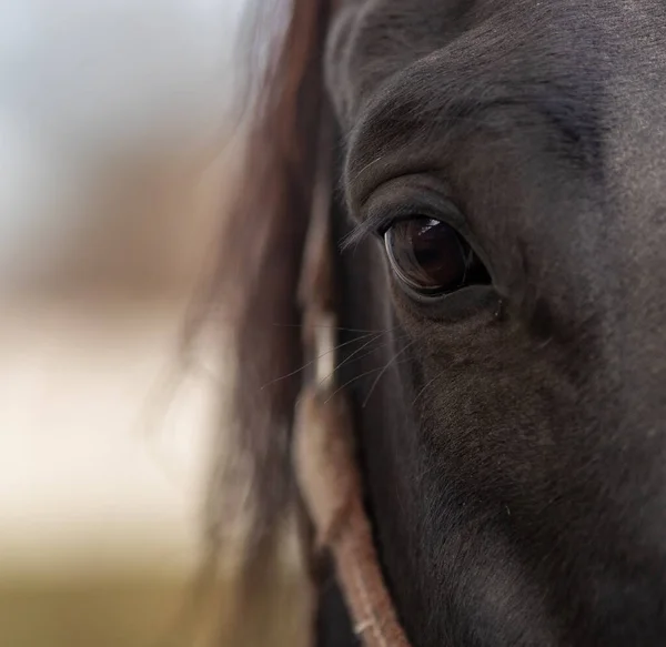 Close Beautiful Brown Horse Eye Making Contact Camera —  Fotos de Stock