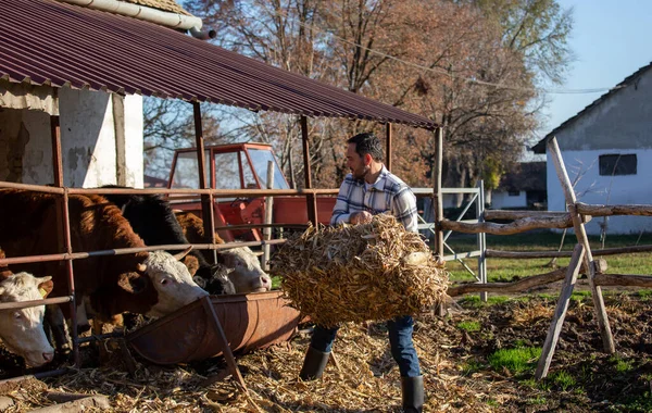 Granjero Macho Dando Pacas Heno Vacas Para Comida Rancho —  Fotos de Stock