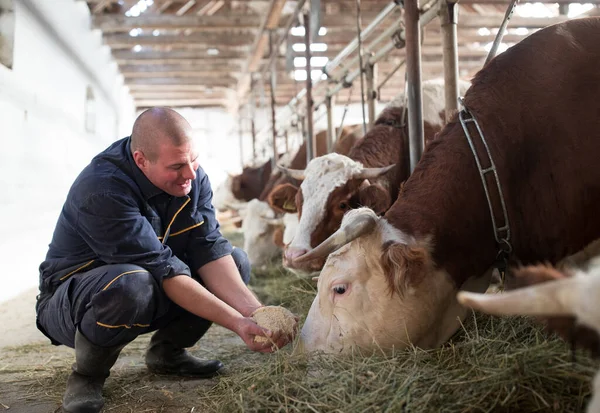 Happy Male Farmer Feeding Cows Hay Concentrate Dairy Farm — Stockfoto