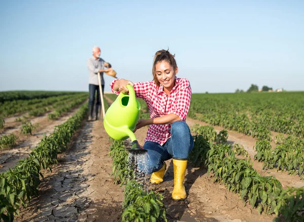 Χαρούμενη Αγρότισσα Ποτίζει Φυτά Πιπεριού Βιολογική Φάρμα Καλοκαίρι — Φωτογραφία Αρχείου