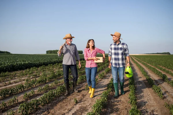 Grupo Agricultores Felizes Comunicando Enquanto Caminham Por Terras Cultivadas — Fotografia de Stock