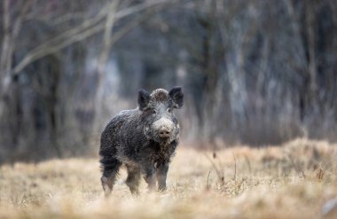 Soğuk bir günde ormanda yürüyen yaban domuzu (sus scrofa ferus). Doğal yaşam ortamında vahşi yaşam