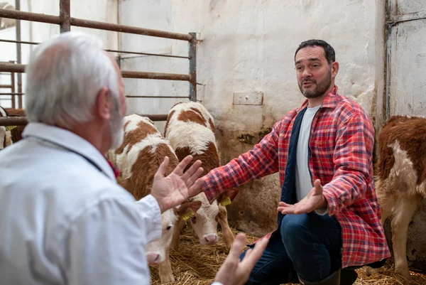 Happy Rancher Senior Veterinarian Talking Cows Dairy Farm Calves — Stock Photo, Image