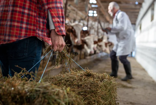 Senior Dierenarts Werkt Laptop Terwijl Boer Brengen Baal Voor Vee — Stockfoto