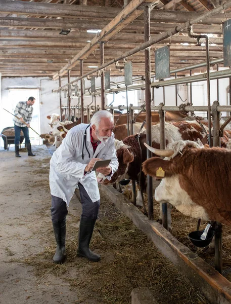 Mature Man Veterinarian White Coat Standing Simmental Cattle Holding Tablet — Stock Photo, Image