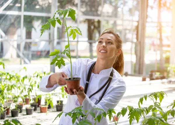 Científica Investigando Protección Cultivos Invernadero Seguimiento Joven Agrónomo Sosteniendo Maceta — Foto de Stock