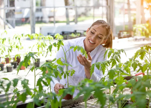 Kvinnlig Forskare Som Forskar Växtskydd Växthus Ung Agronomist Övervakning Håller — Stockfoto