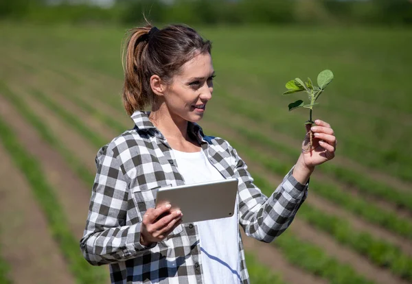 Jóvenes Agricultores Revisando Examinando Plantones Soja Agrónoma Femenina Campo Usando — Foto de Stock