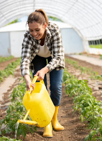 Pretty Smiling Farmer Woman Watering Young Tomato Plants Greenhouse Farm — Stock Photo, Image