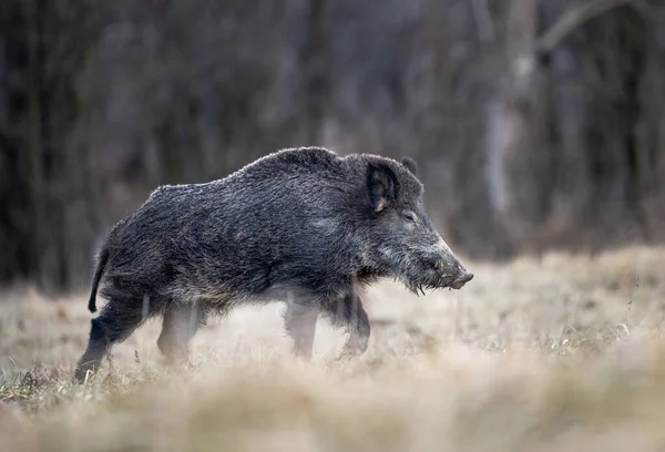 Wildschweine Sus Scrofa Ferus Laufen Winter Kalten Tagen Wald Wildtiere — Stockfoto