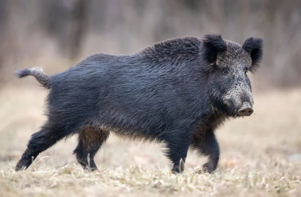 Dzik Sus Scrofa Ferus Spacerujący Zimą Lesie Chłodny Dzień Dzika — Zdjęcie stockowe