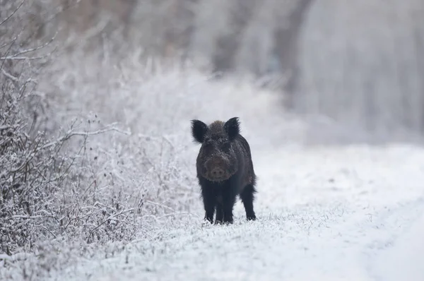 成年野猪 Sus Scrofa Ferus 站在雪地上看着摄像机 自然生境中的野生动物 — 图库照片