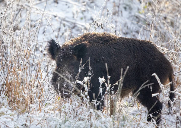 成年野猪 Sus Scrofa Ferus 在高高的草地上雪地上行走 看着相机 自然生境中的野生动物 — 图库照片