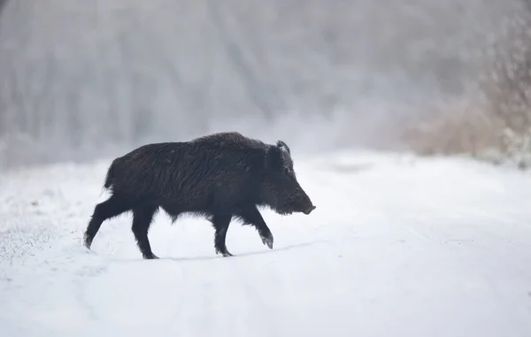 成年野猪 Sus Scrofa Ferus 在雪地上行走 自然生境中的野生动物 — 图库照片