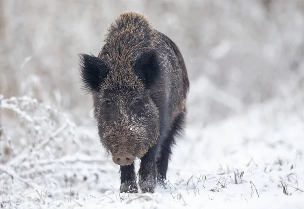 成年野猪 Sus Scrofa Ferus 在雪地上行走 看着相机 自然生境中的野生动物 — 图库照片
