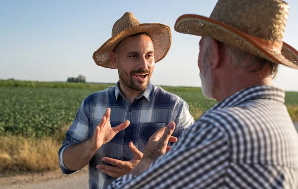 Два Фермера Разговаривают Поле Летнее Время Время Уборки Пшеницы — стоковое фото