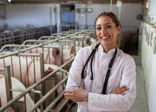 Красивый молодой ветеринар в белом халате со стетоскопом стоит со скрещенными руками перед свиньями в конюшне