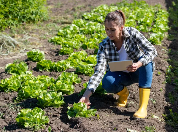 女性農家は手にタブレットを持ちながらレタス農園の品質をチェック — ストック写真