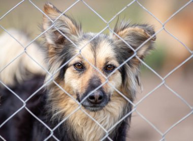 Parmaklıkların arkasında bekleyen sevimli terk edilmiş köpek ve akıl hastanesinde avare köpekler için kameraya bakıyor.