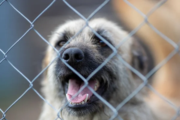 Cute Abandoned Dog Standing Bars Asylum Vagabond Hounds — Stock Photo, Image