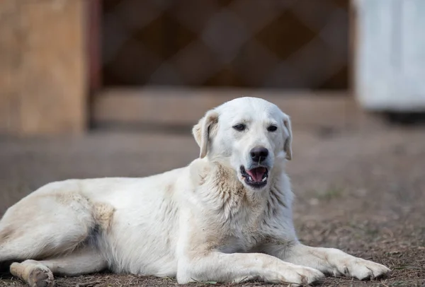 Lindo Perro Abandonado Yaciendo Tras Las Rejas Asilo Para Perros — Foto de Stock