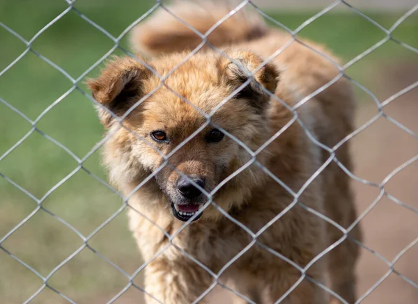 Cute Abandoned Dog Standing Bars Asylum Vagabond Hounds Barking — Stock fotografie