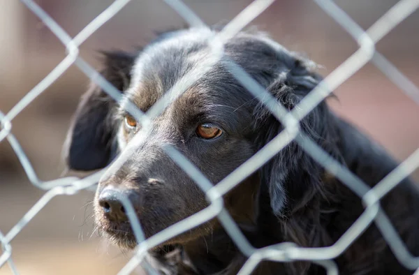 Cute Abandoned Dog Standing Bars Asylum Vagabond Hounds — Stock fotografie